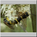 Tenthredo amoena - Blattwespe 02.jpg